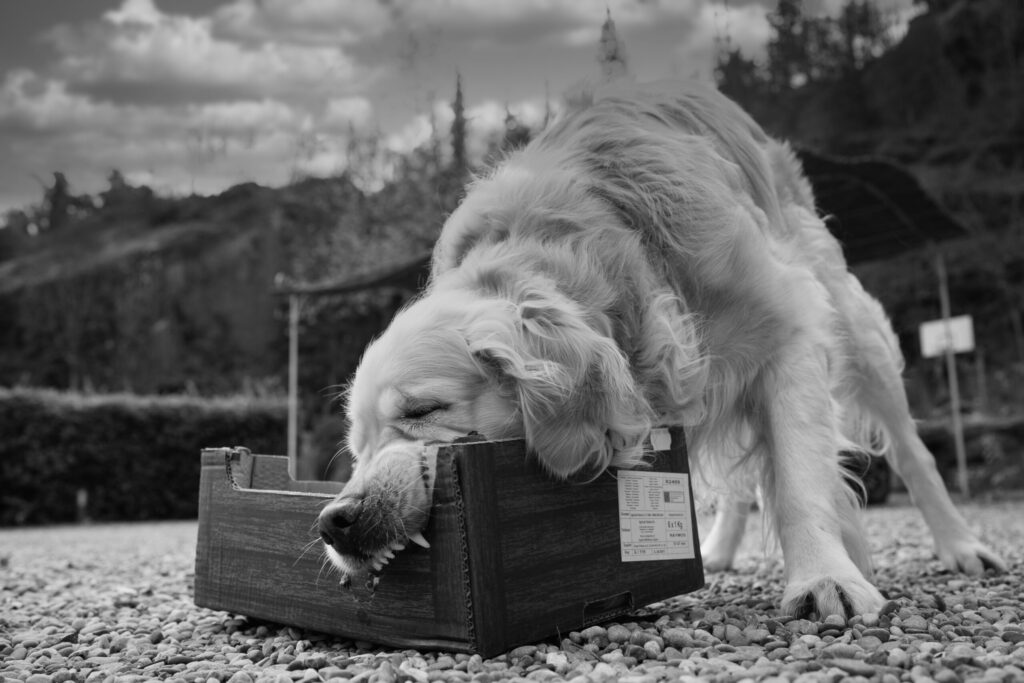 A black-and-white photo of a Golden Retriever outdoors, standing on a gravel surface. The dog is bent over with its head inside a cardboard box, chewing on the edge of the box with its eyes partly closed. The background shows blurred trees, hills, and a cloudy sky, giving the scene a natural outdoor setting.