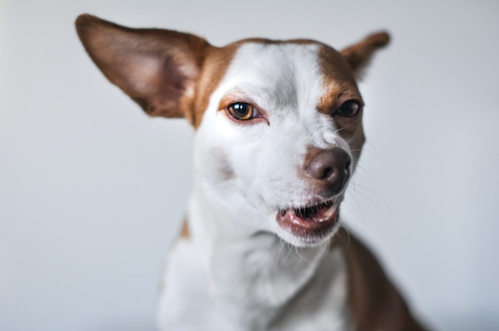 A close-up of a small brown and white dog with one ear perked up and the other flopped down. The dog has a slightly curled lip and is showing its teeth, possibly growling or mid-snarl. Its expression appears tense or defensive, which may indicate irritation or warning. This body language can be a subtle sign that the dog might be agitated or uncomfortable, potentially increasing the risk of a dog bite if approached without caution. The background is a plain, light gray wall.