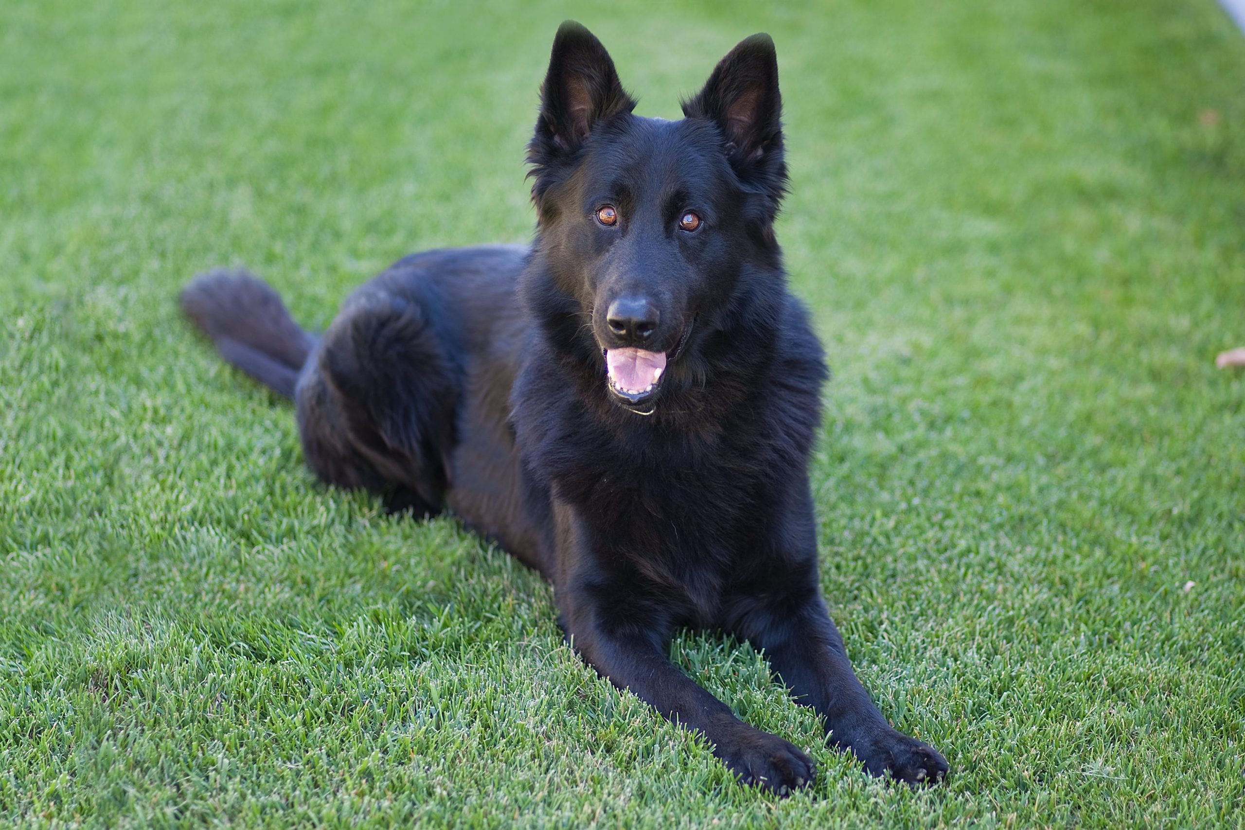 Seattle Dog Bite Lawyer | Your Recovery is Our #1 Priority | The Advocates 